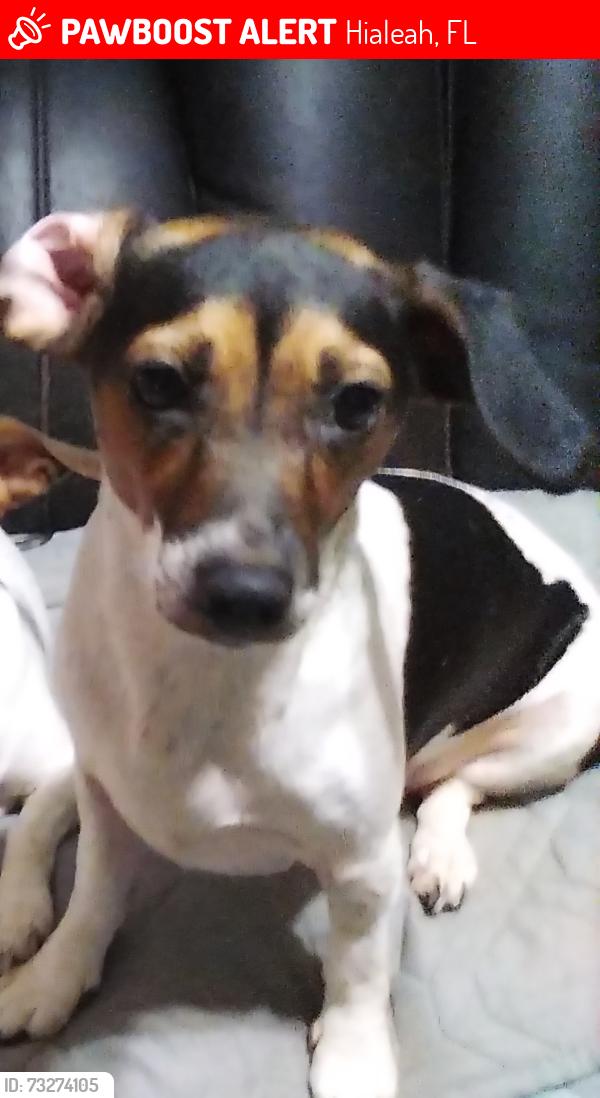 Lost Female Dog last seen 8th Avenue going North, Hialeah, FL 33012