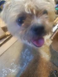 Found/Stray Unknown Dog last seen Judson, San Antonio, TX 78233