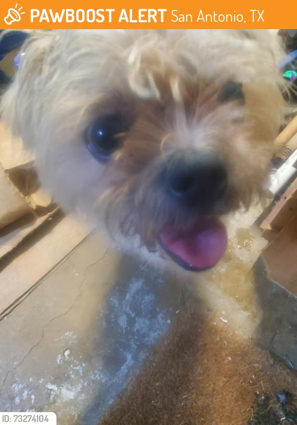 Found/Stray Unknown Dog last seen Judson, San Antonio, TX 78233