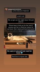 Reunited Female Cat last seen Retro row, Long Beach, CA 90802