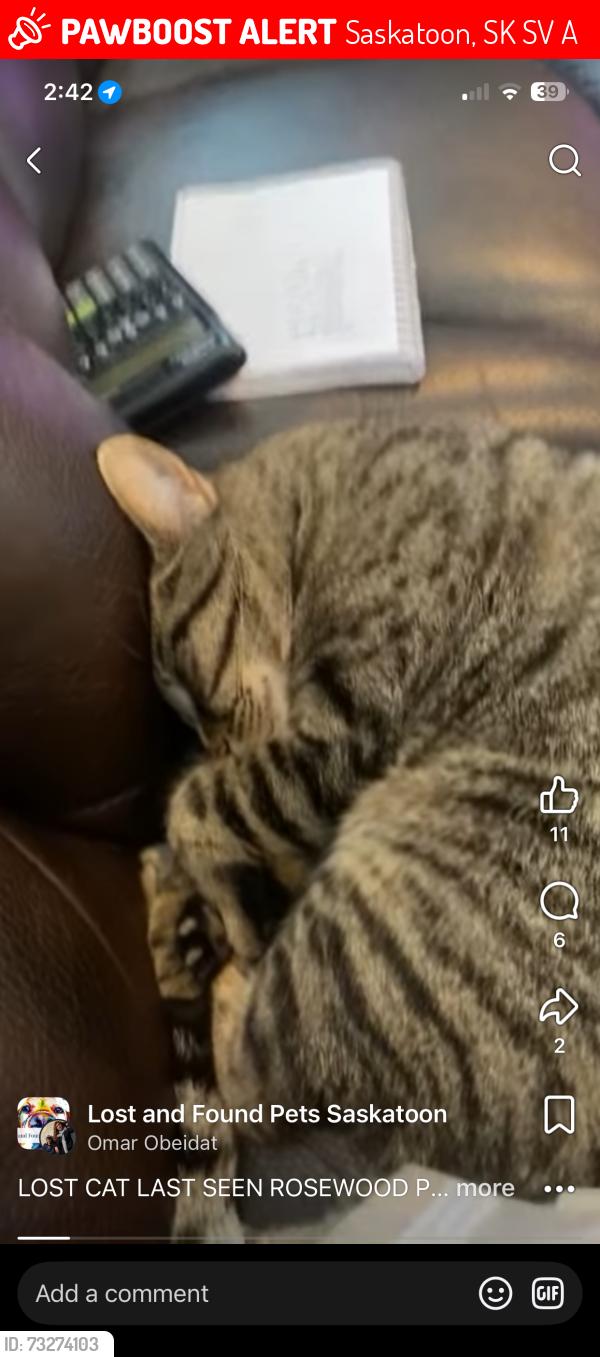 Lost Female Cat last seen Swick park, Saskatoon, SK S7V 0A7