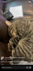 Lost Female Cat last seen Swick park, Saskatoon, SK S7V 0A7