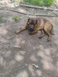 Lost Male Dog last seen Sunny hill rd, Brook Park, MN 55007
