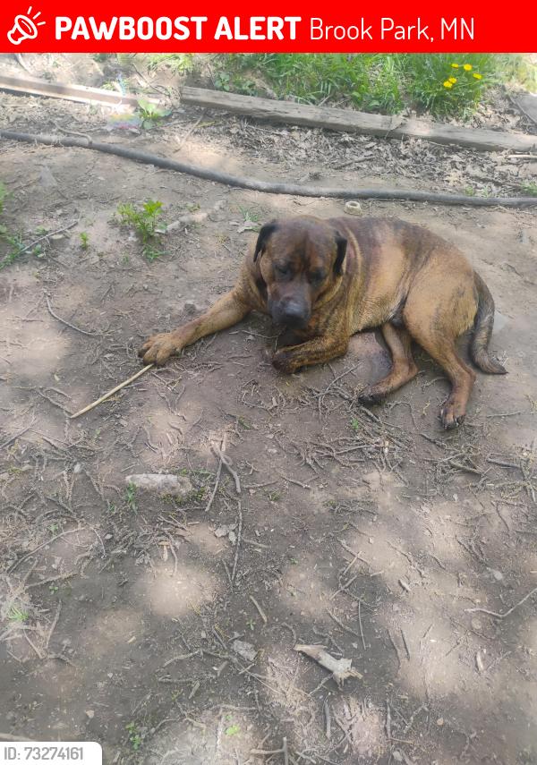 Lost Male Dog last seen Sunny hill rd, Brook Park, MN 55007