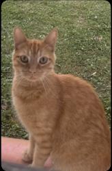 Lost Male Cat last seen St.Edward’s Ln, Florissant, MO 63033