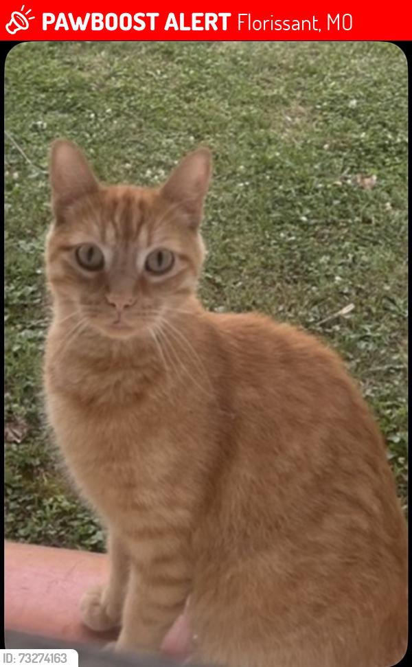 Lost Male Cat last seen St.Edward’s Ln, Florissant, MO 63033