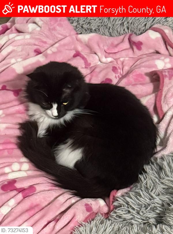 Lost Male Cat last seen Campground Rd, Forsyth County, GA 30040