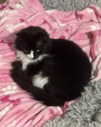 Lost Male Cat last seen Campground Rd, Forsyth County, GA 30040