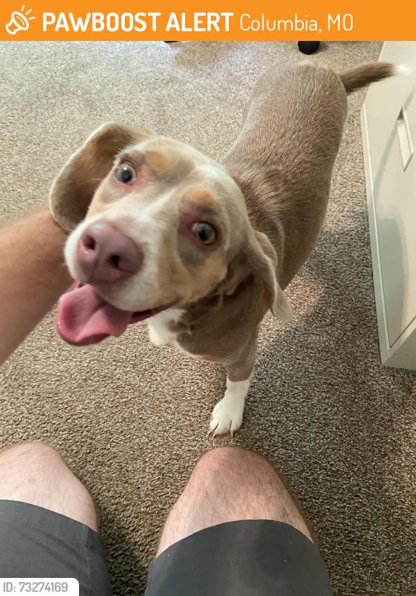 Surrendered Female Dog last seen Clark Ln, Columbia, MO 65202