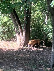 Found/Stray Male Dog last seen Lilac Drive North in the back yard of the professional building, Golden Valley, MN 55422