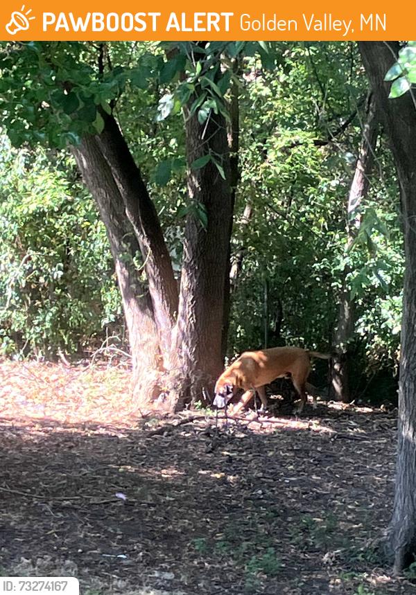 Found/Stray Male Dog last seen Lilac Drive North in the back yard of the professional building, Golden Valley, MN 55422