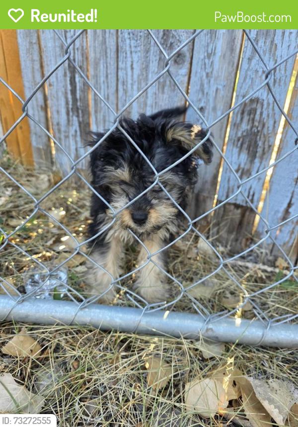 Reunited Unknown Dog last seen 76th and pierce, Arvada, CO 80003