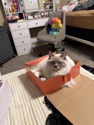 Lost Female Cat last seen Queen Creek, Power Rd, Queen Creek, AZ 85142