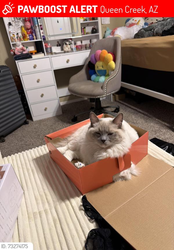 Lost Female Cat last seen Queen Creek, Power Rd, Queen Creek, AZ 85142