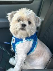 Lost Male Dog last seen N. Pressview Ave., Longwood, FL 32750