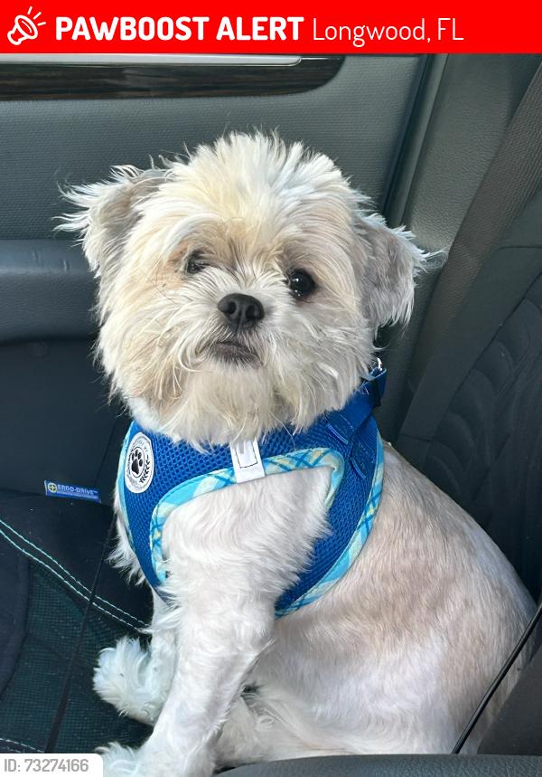 Lost Male Dog last seen N. Pressview Ave., Longwood, FL 32750