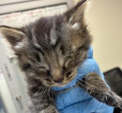 Shelter Stray Male Cat last seen SE 157TH/Division, OR, 1700 W Historic Columbia River Hwy, Troutdale, OR 97060, USA