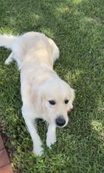 Found/Stray Male Dog last seen Floranada, Oakland Park, FL 33334