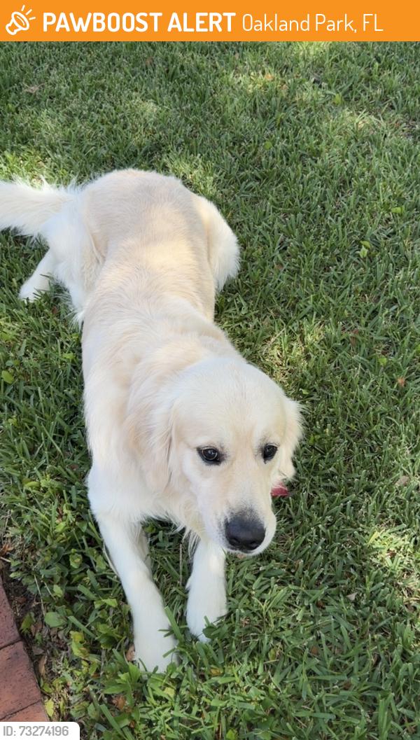 Found/Stray Male Dog last seen Floranada, Oakland Park, FL 33334