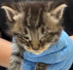 Shelter Stray Female Cat last seen SE 157TH/Division, OR, 1700 W Historic Columbia River Hwy, Troutdale, OR 97060, USA