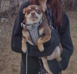 Lost Male Dog last seen Clifton & Sunnybrooke, Wichita, KS 67210