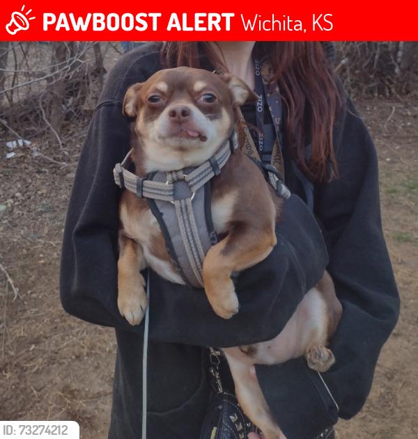 Lost Male Dog last seen Clifton & Sunnybrooke, Wichita, KS 67210