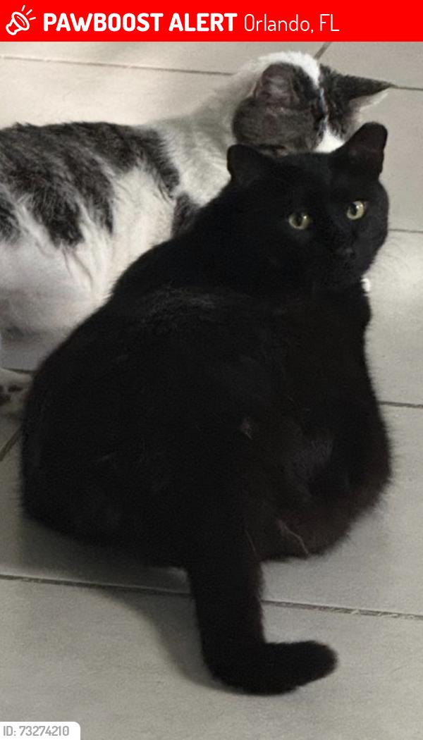 Lost Female Cat last seen Sedge grass way, Orlando, FL 32824