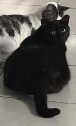 Lost Female Cat last seen Sedge grass way, Orlando, FL 32824