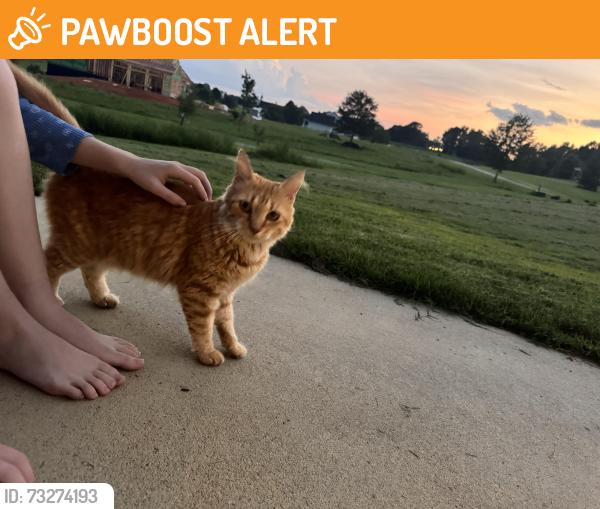 Found/Stray Unknown Cat last seen Motlow Creek Wquestrian Center, Spartanburg County, SC 29349