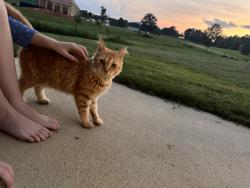 Found/Stray Unknown Cat last seen Motlow Creek Wquestrian Center, Spartanburg County, SC 29349