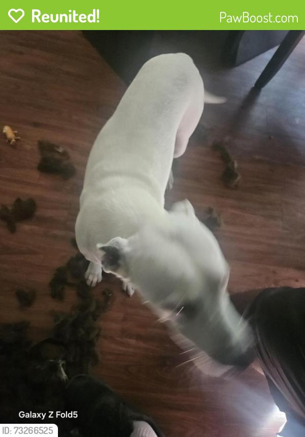 Reunited Female Dog last seen Chapel rd, Fort Worth, TX 76108