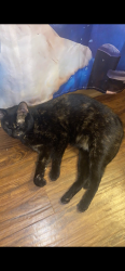 Lost Female Cat last seen Near Baun drive moon twp pa, Moon Township, PA 15108