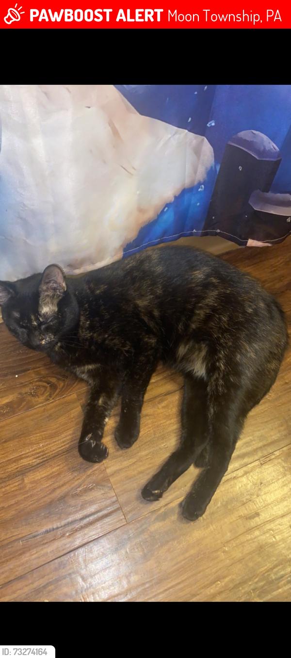 Lost Female Cat last seen Near Baun drive moon twp pa, Moon Township, PA 15108