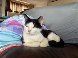 Lost Male Cat last seen Tenth Avenue SW, Rio Rancho, Rio Rancho, NM 87124