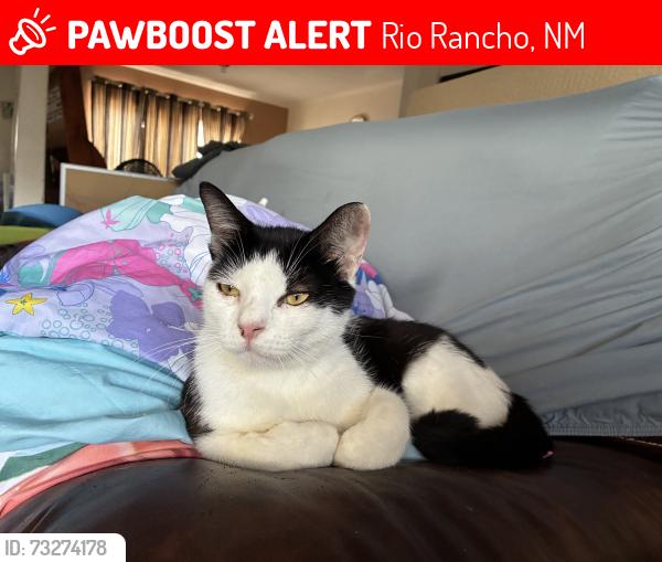 Lost Male Cat last seen Tenth Avenue SW, Rio Rancho, Rio Rancho, NM 87124