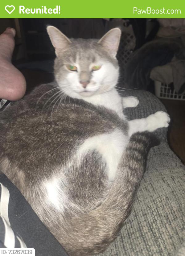 Reunited Male Cat last seen Fleetwood Pool Area, Fleetwood, PA 19522