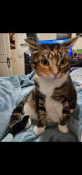 Reunited Female Cat last seen Brandywine Avenue and Point La Jolla Drive, Chula Vista, CA 91911