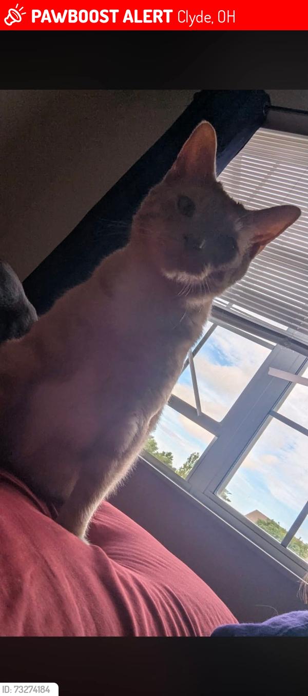 Lost Male Cat last seen Main st, Clyde, OH 43410