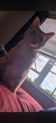 Lost Male Cat last seen Main st, Clyde, OH 43410