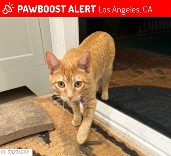 Lost Male Cat last seen Olympic and Century Park East, Los Angeles, CA 90067