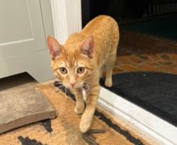 Lost Male Cat last seen Olympic and Century Park East, Los Angeles, CA 90067