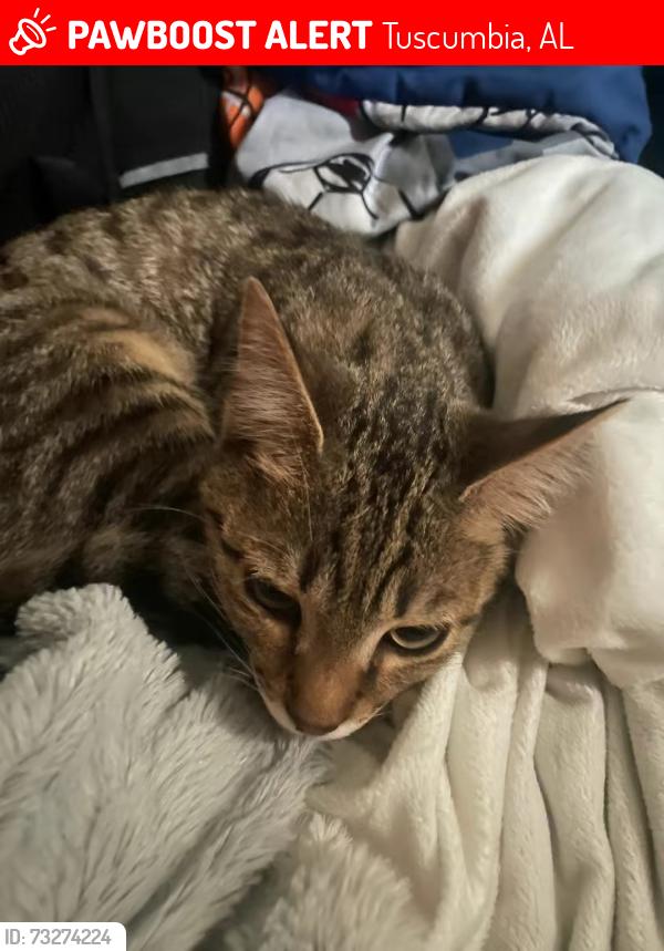 Lost Male Cat last seen College, Tuscumbia, AL 35674
