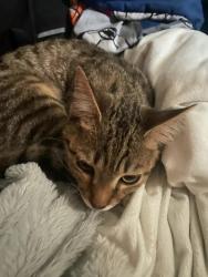 Lost Male Cat last seen College, Tuscumbia, AL 35674
