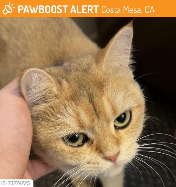 Found/Stray Female Cat last seen Near seventy five Mesa verde, Costa Mesa, CA 92626