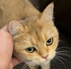 Found/Stray Female Cat last seen Near seventy five Mesa verde, Costa Mesa, CA 92626