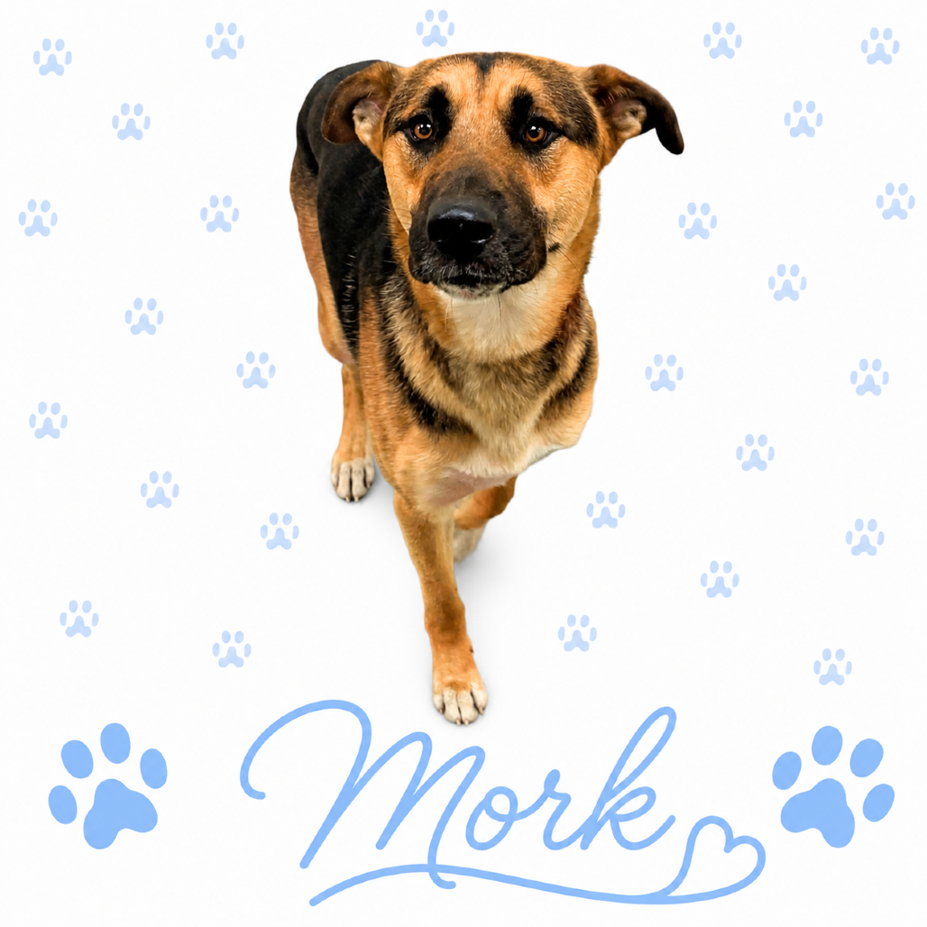 Shelter Stray Male Dog last seen , 2350 Appling City Cove, Memphis, TN 38133, USA
