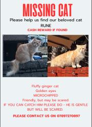 Lost Male Cat last seen Whetstone shops, Hampshire, England GU14 9TZ
