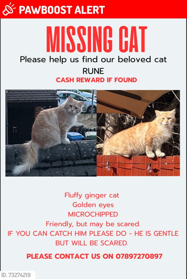 Lost Male Cat last seen Whetstone shops, Hampshire, England GU14 9TZ