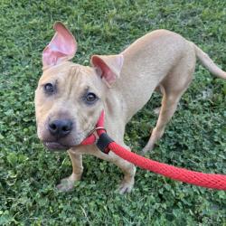 Shelter Stray Female Dog last seen , Animal Care & Control Team of Philly, 111 W Hunting Park Ave, Philadelphia, PA 19140, USA