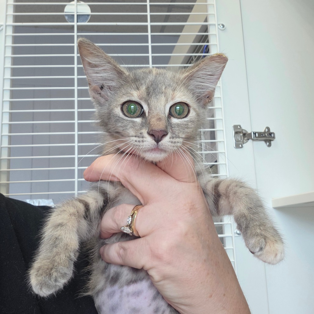 Shelter Stray Female Cat last seen , 8020 Washington St, Port Richey, FL 34668, USA